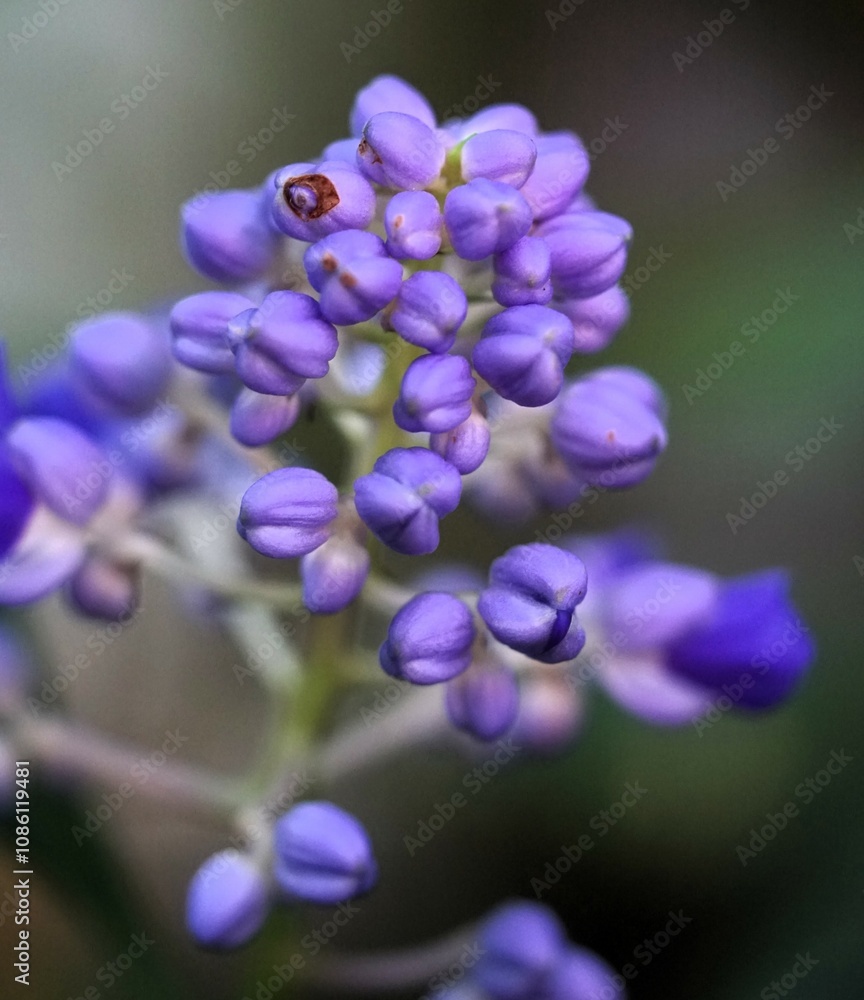 Blaue Blume mit Knospen