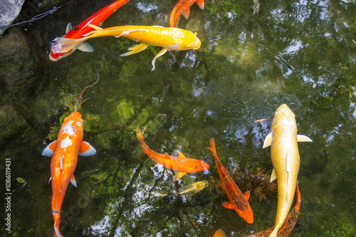 Japanies koi carp photo