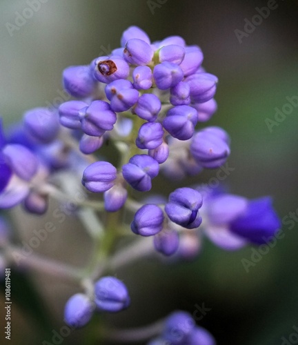 Obraz na płótnie Blaue Blume mit Knospen w salonie