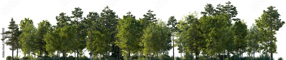 Frontal view Forest mixed trees (birch, sycamore platanus, spruce, pine, maple and other) isolated png on a transparent background premium cutout day lighting Frontal view Forest mixed trees (birch, sycamore platanus, spruce, pine, maple and other) isolated png on a transparent background premium cutout day lighting