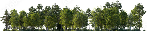 Frontal view Forest mixed trees (birch, sycamore platanus, spruce, pine, maple and other) isolated png on a transparent background perfectly cutout day lighting