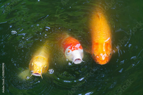 Japanies koi carp photo