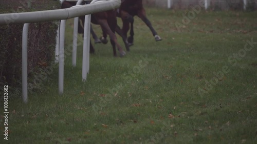 Horses sprinting on a foggy autumn day, their hooves digging into the grassy track and flinging turf. A slow-motion capture of the intense race. photo