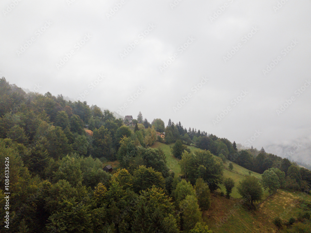 Fototapeta premium Misty Pine Forest Serenity