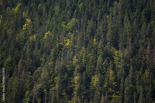 Misty Pine Forest Serenity