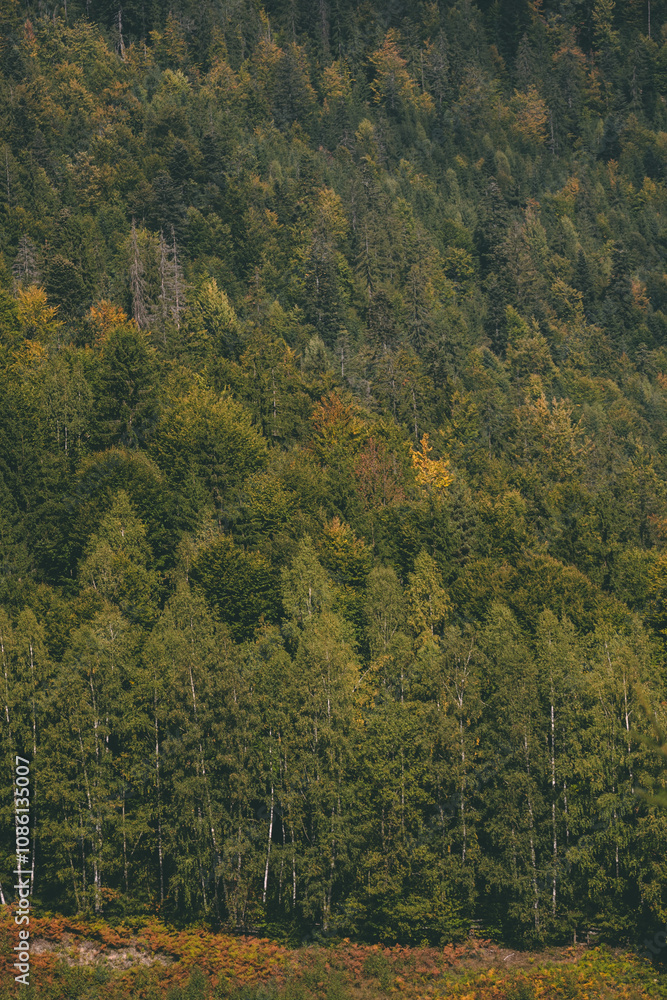 Autumn Serenity in a Misty Pine Forest Autumn Serenity in a Misty Pine Forest