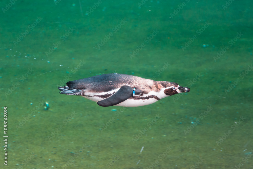 Naklejka premium Animals in zoo and wildlife. High resolution photo.