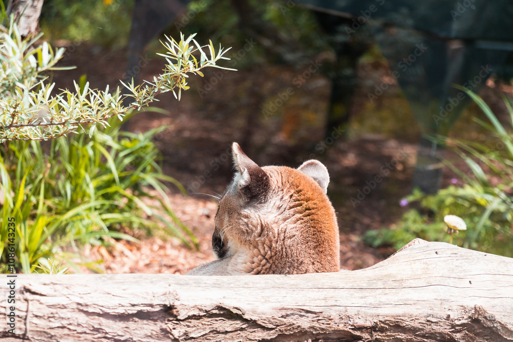 Obraz premium Animals in zoo and wildlife. High resolution photo.