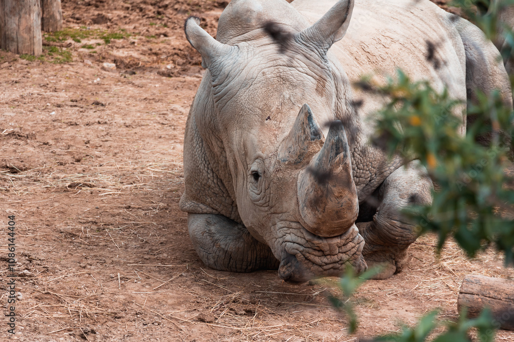 Obraz premium Animals in zoo and wildlife. High resolution photo.