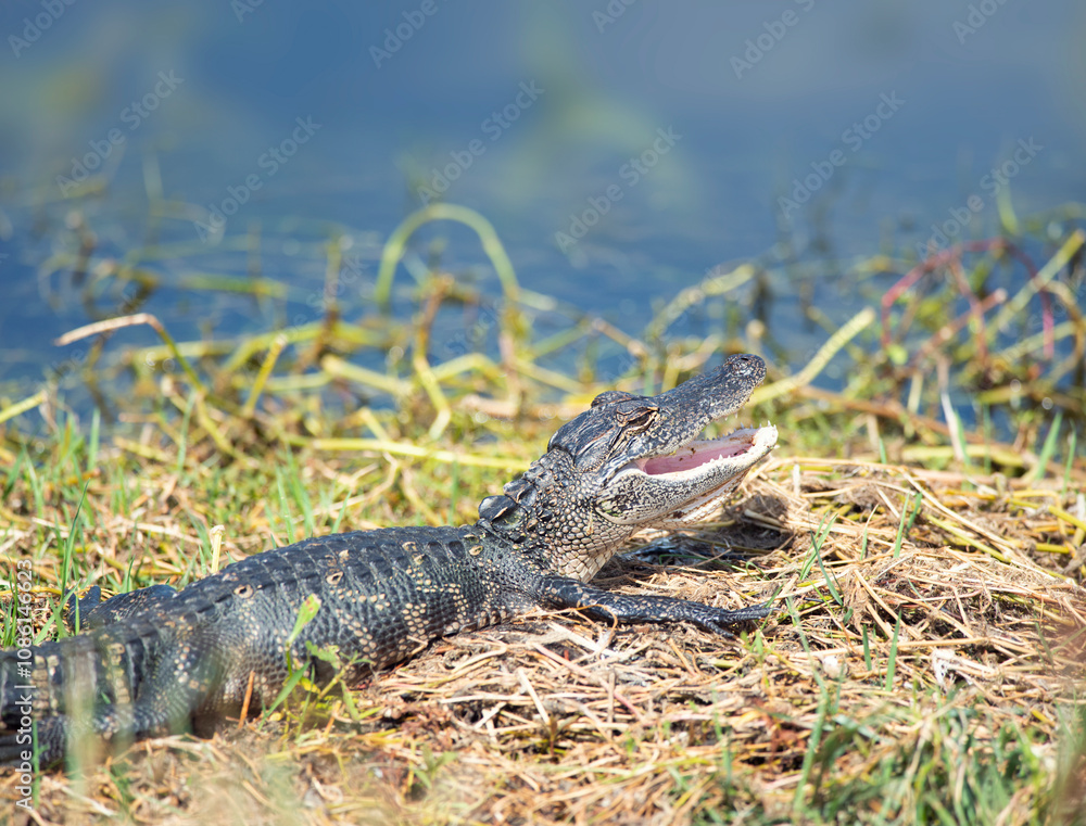 Fototapeta premium young alligator sunning in Florida swamp