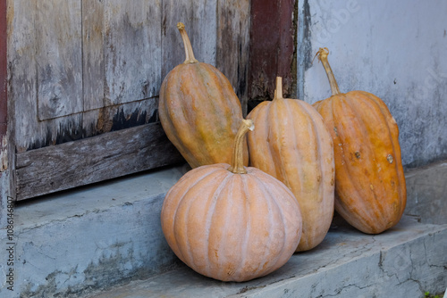 Brown round and oval pumpkins. Large pumpkin ready to be cooked. Related to Halloween themes and agricultural articles photo