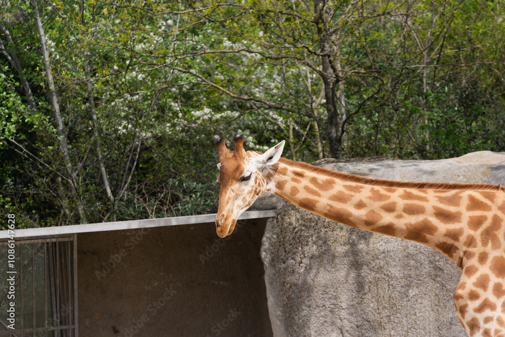 Obraz premium Animals in zoo and wildlife. High resolution photo.