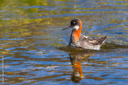 Red necked phalarope swimming in a hot spring in Iceland photo