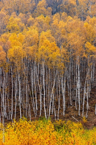 Autumn birch forest, beautiful natural scenery.