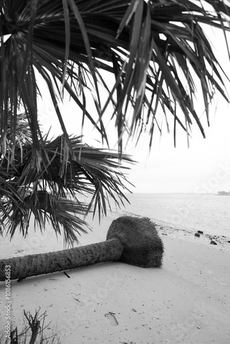 palm tree on the beach