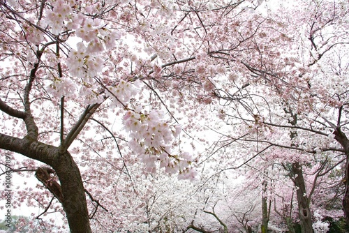 Wallpaper Mural blossom Torontodigital.ca