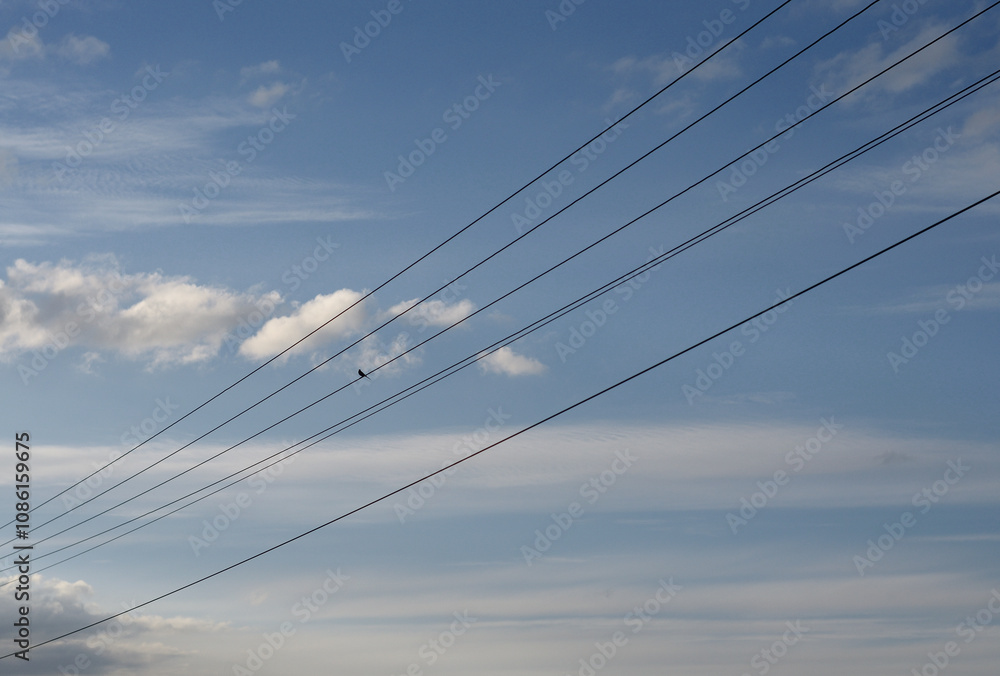 Ptaszek na pięciolinii