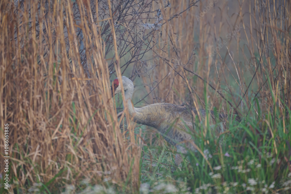 Naklejka premium Sand hill crane with colt 
