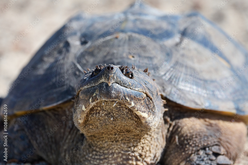Obraz premium Snapping turtle closeup