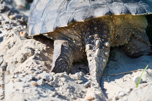 Snapping turtle closeup
