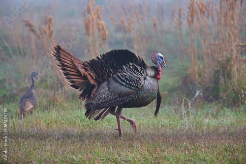 wild turkey foraging in the fog 