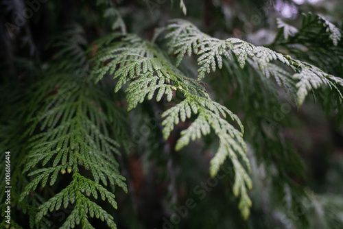 Thuja plicata 'Can-Can' in detail: The morning light highlights the soft greenery of this compact cedar variety, emphasizing its rich shades and natural texture.