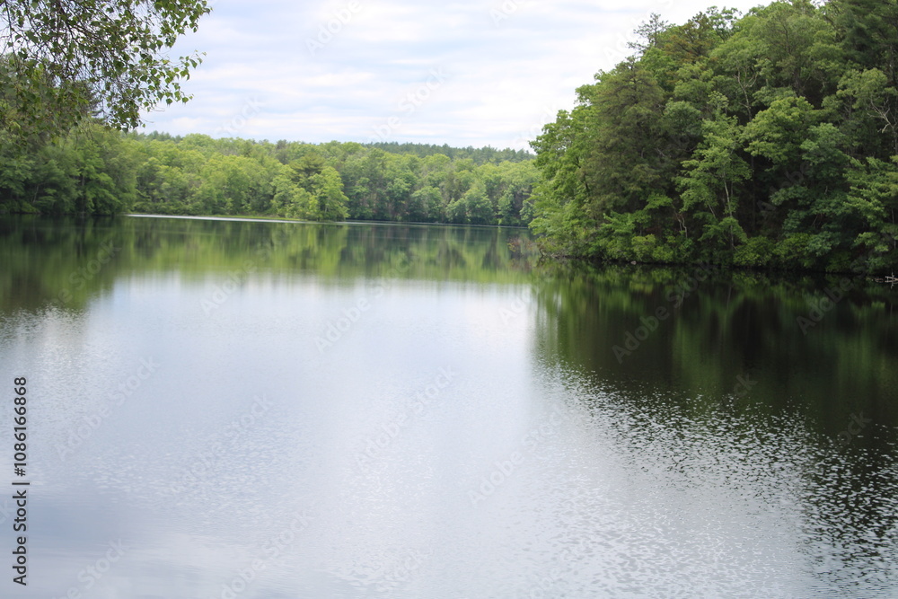 Fototapeta premium lake in the forest