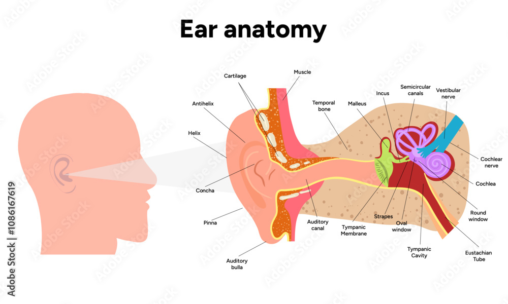Obraz premium Inner Ear structure and function anatomy. Human ear vestibular system