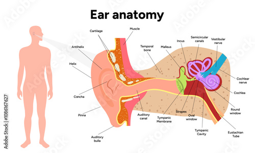 Inner Ear structure and function anatomy. Human ear vestibular system