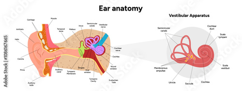 Inner Ear structure and function anatomy. Human ear vestibular system