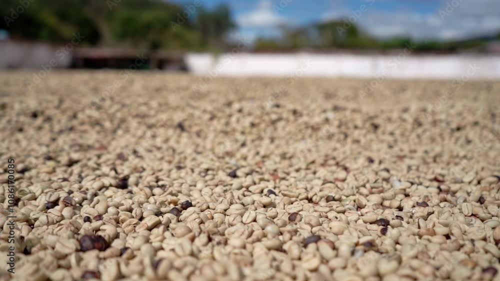 Close-up of coffee beans spread out during the drying process. The beans capture the unique texture and tone that are an essential part of the artisanal method to preserve their quality. Close-up of coffee beans spread out during the drying process. The beans capture the unique texture and tone that are an essential part of the artisanal method to preserve their quality.