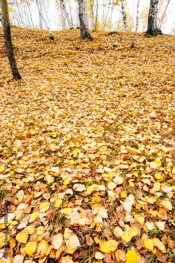 The ground is covered with leaves in late autumn The ground is covered with leaves in late autumn