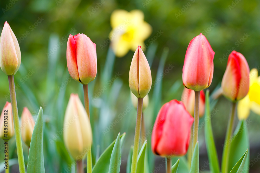 Red tulip blooming in springtime garden Red tulip blooming in springtime garden