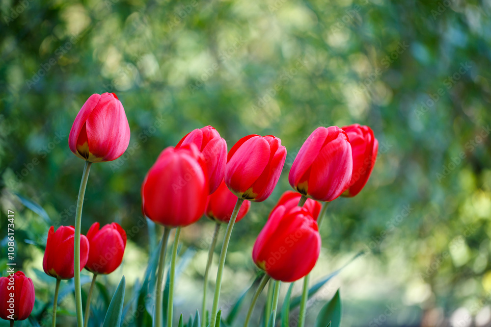 Vibrant red tulip blooming in garden during spring April - perfect Mother's Day flora Vibrant red tulip blooming in garden during spring April - perfect Mother's Day flora