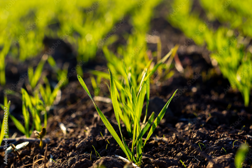 Sowing winter wheat. Sprout in the soil. Wheat sprout close-up. Sowing winter wheat. Sprout in the soil. Wheat sprout close-up.
