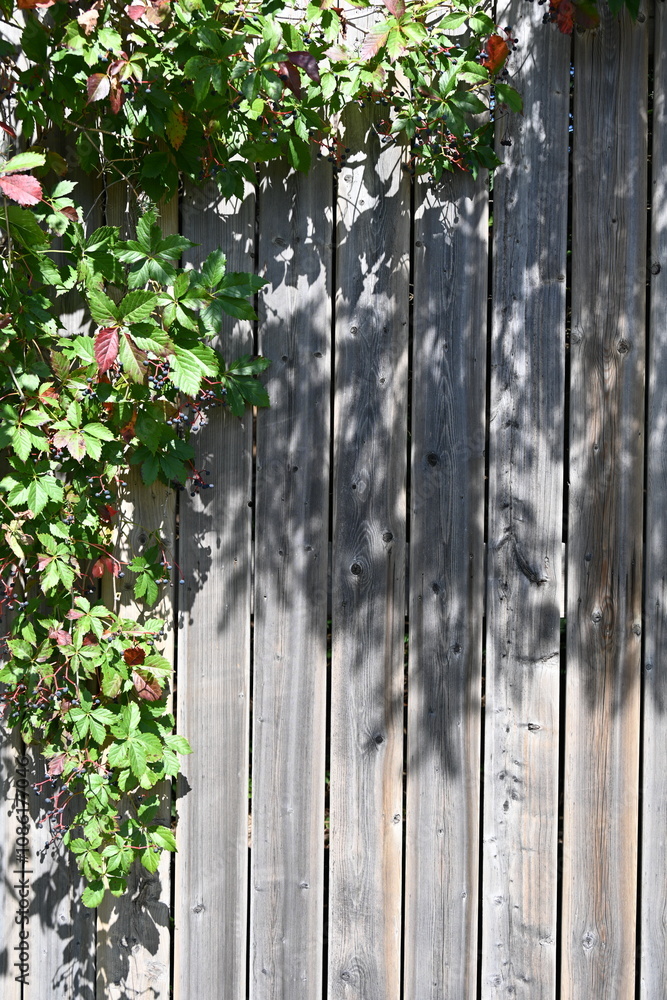 beautiful background and texture and tree beautiful background and texture and tree
