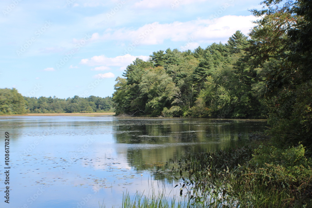 Obraz premium lake in the forest