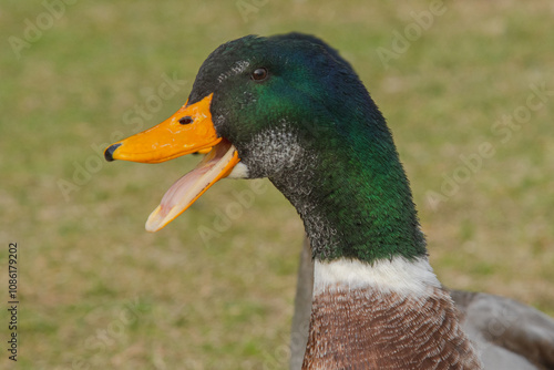 Close-up of a mallard duck quacking in a natural setting. 