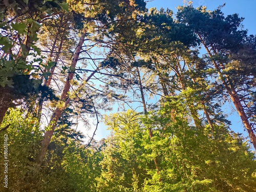 Wallpaper Mural Forest in Borjomi. Pines, deciduous trees and sky Torontodigital.ca