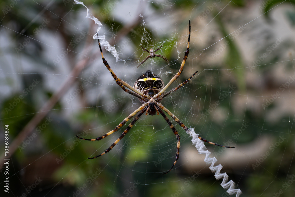 X or Silver Spider on the Web (Argiope argentata) X or Silver Spider on the Web (Argiope argentata)