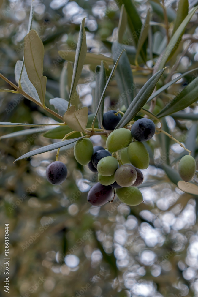 Früchte an einem Olivenbaum (Olea europaea) Früchte an einem Olivenbaum (Olea europaea)