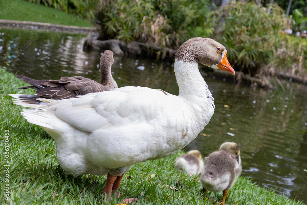 Male Goose and it's Family Close to the Pond