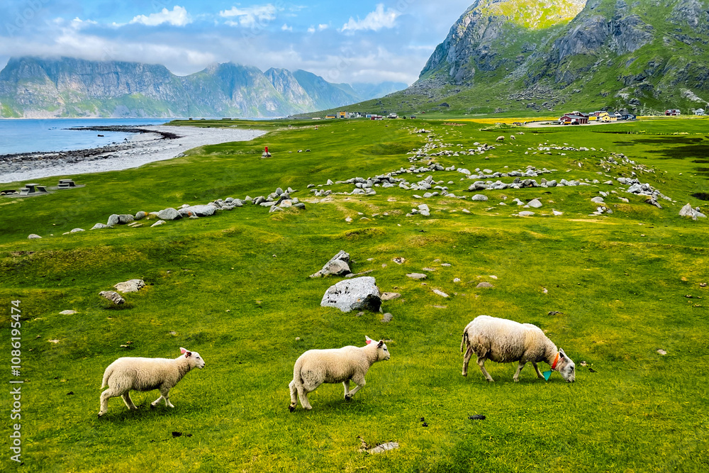 Obraz premium sheep in the mountains