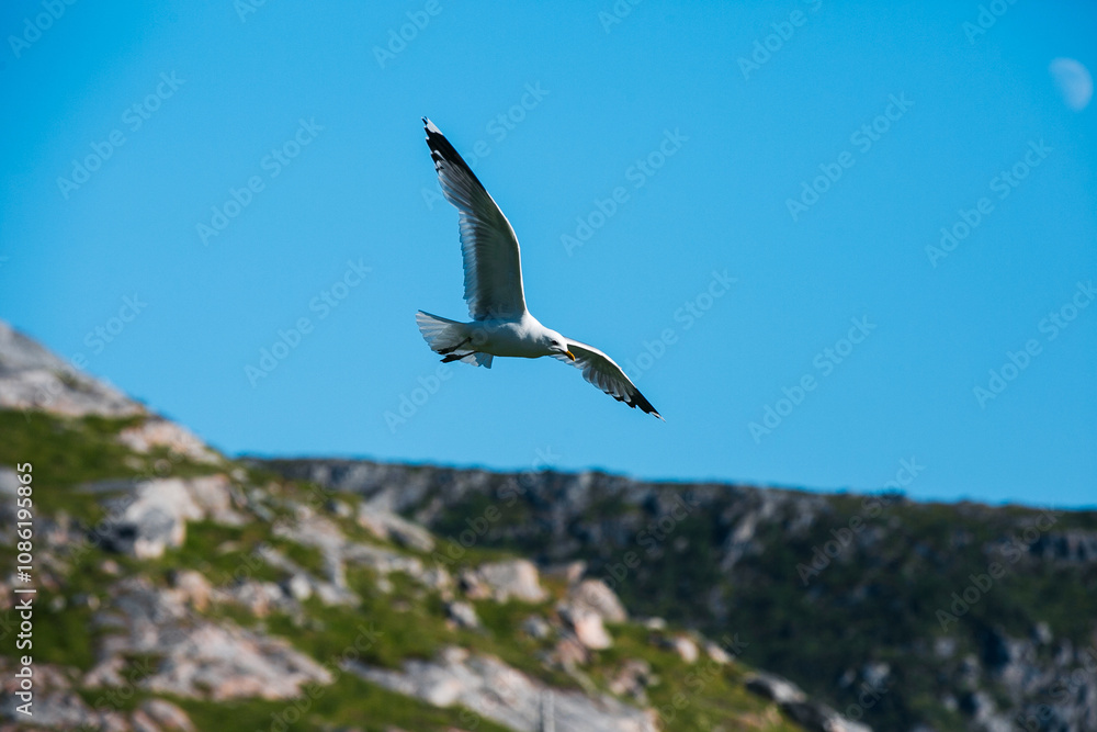 Fototapeta premium seagull in flight