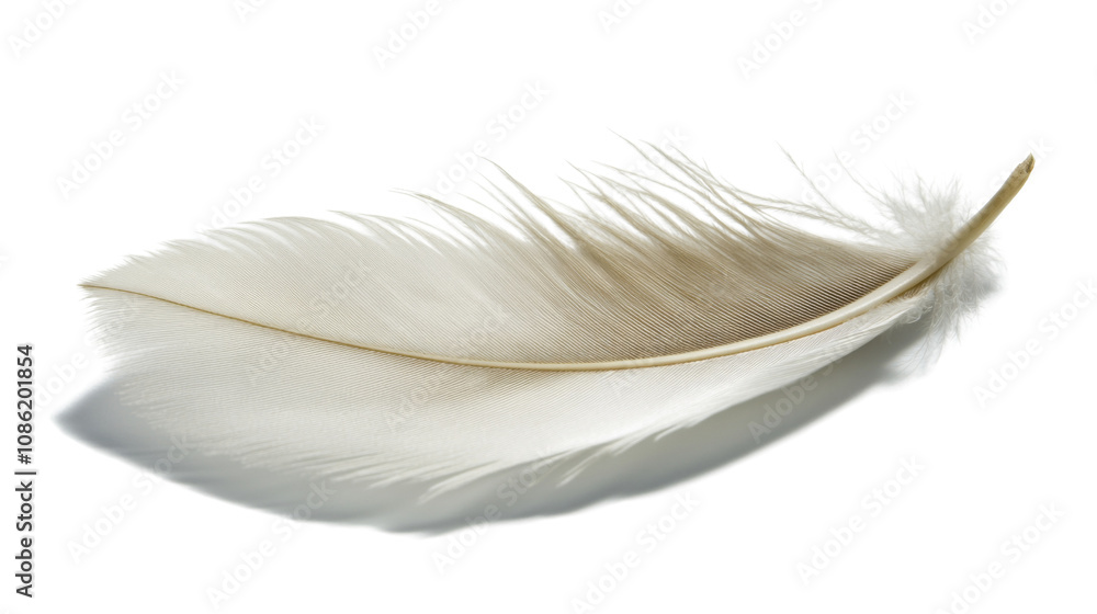 Obraz premium White animal feather transparent background
