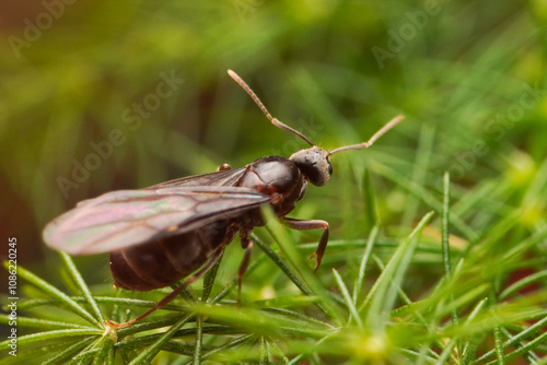 A beautiful close up macro shot of queen alate ant in a green bush exploring around photo