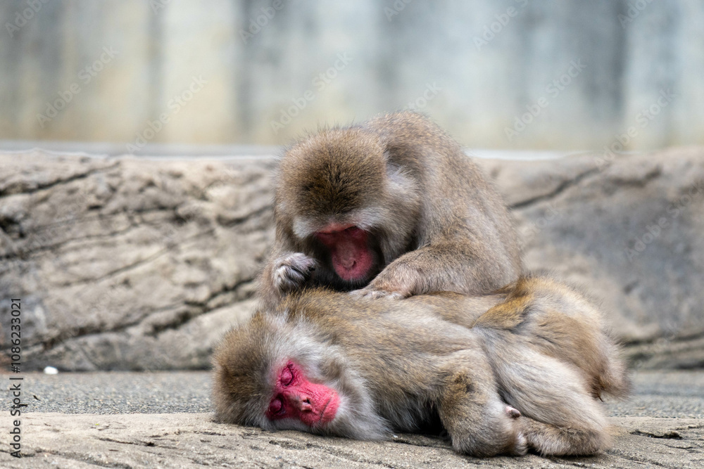 Naklejka premium 毛づくろいをされ気持ちよさそうなニホンザル