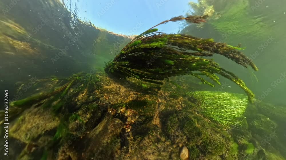 Underwater slow-motion view of an anchored aquatic plant, with its fronds moving gracefully in the water current over a rocky bed, bathed in soft sunlight from above. Underwater slow-motion view of an anchored aquatic plant, with its fronds moving gracefully in the water current over a rocky bed, bathed in soft sunlight from above.