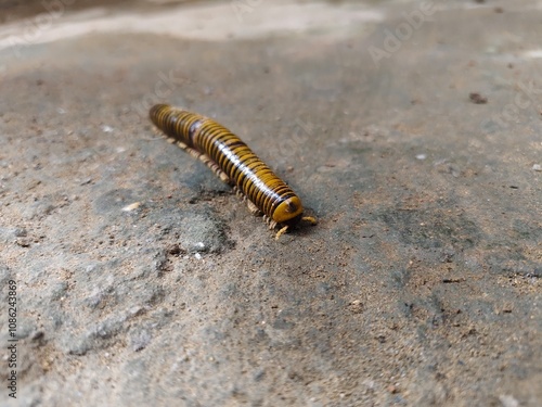 Millipede caterpillars walk on the ground photo