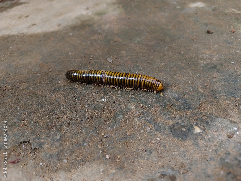 Millipede caterpillars walk on the ground
